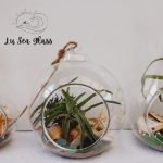 Air Plant Terrarium Show