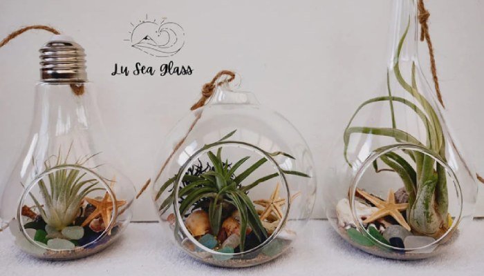 Air Plant Terrarium Show