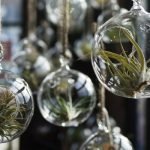 Air plant decoration