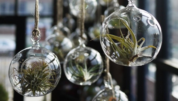 Air Plant Decoration