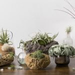 Air plant terrarium Ideas