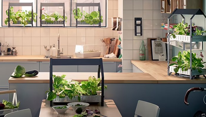 Plant Decoration Kitchen