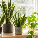 Snake Plants