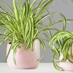 Spider Plants