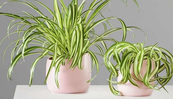 Spider Plants