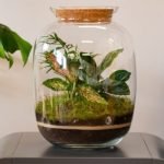 Terrariums and Miniature Gardens