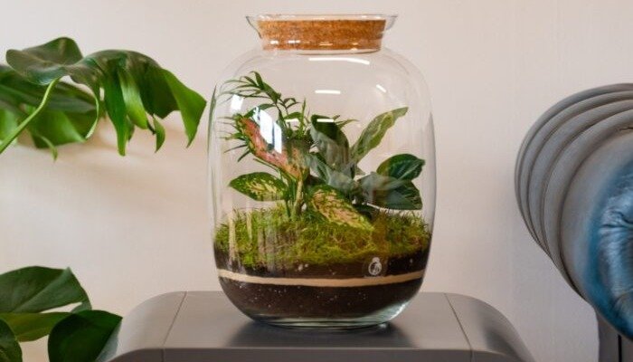 Terrariums and Miniature Gardens
