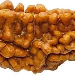 ek-mukhi-rudraksha-types