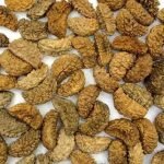 original-ek-mukhi-rudraksha