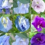 Aparajita and Color Therapy_