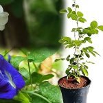 Aparajita in Different Living Spaces