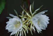Beauty of Brahma Kamal Plant
