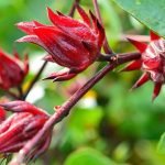 Benefits of Hibiscus Plant According to Vastu