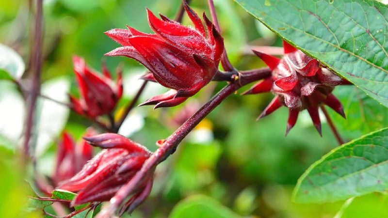 Benefits of Hibiscus Plant According to Vastu