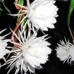Brahma Kamal Plant