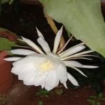 Brahma Kamal Plant_ A Mystical Wonder