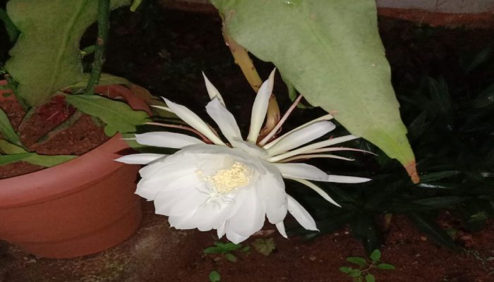 Brahma Kamal Plant: A Mystical Wonder