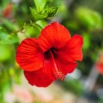 Embracing the Hibiscus Plant in Vastu