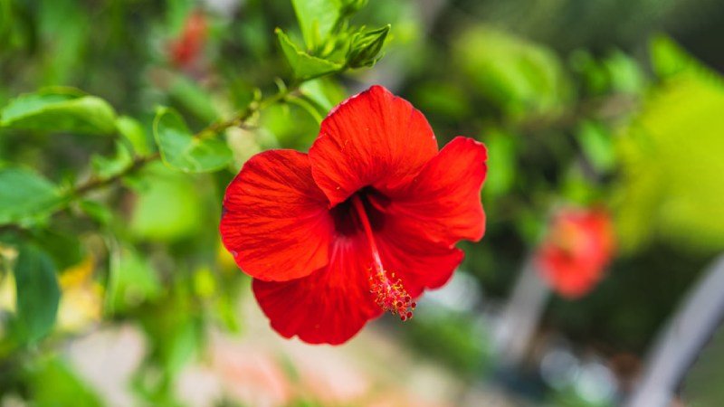 Embracing the Hibiscus Plant in Vastu