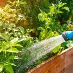 General Tips for Aparajita Plant Care
