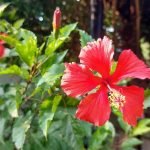 Nurturing the Hibiscus Plant for Positive Vibes