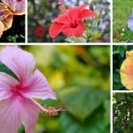Significance of Colors