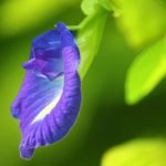 The Aparajita Plant_ A Symbol of Victory and Positivity