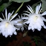 Uses of Brahma Kamal Plant in Vastu
