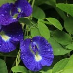 Vastu Directions for Aparajita Plant Placement