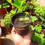 Vastu Rituals and Offerings for Aparajita