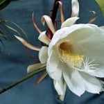 Vastu Shastra and the Brahma Kamal Plant
