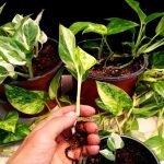 Caring for Your Golden Money Plant