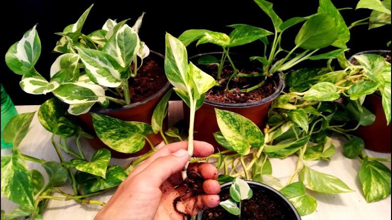 Caring for Your Golden Money Plant