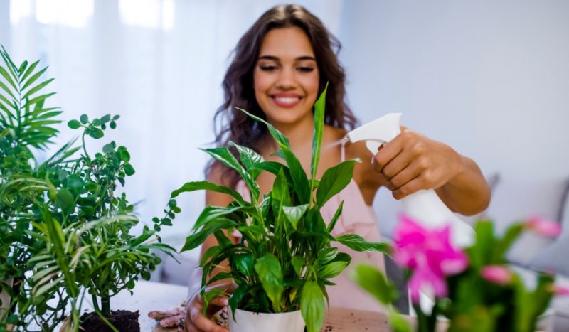 Caring for Your Lucky Plants