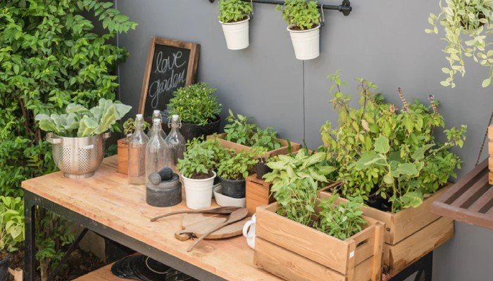 Creative Pea Plant Decor Ideas 