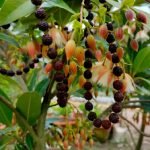 Exploring the Mysteries of the Rudraksha Tree_ Origins, Significance, and Growth