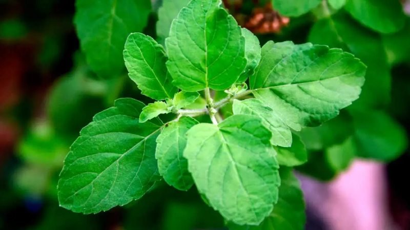 Holy-Basil-(Tulsi)