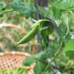 Pea Plant Care Tips