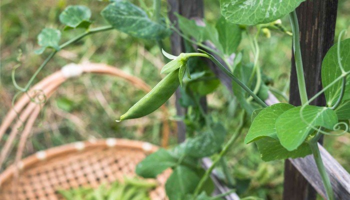 Pea Plant Care Tips 