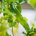 Pea Plants for Home Decor and Benefits