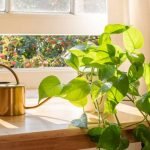 Placement in Your Home