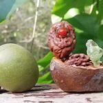 Rudraksha Fruits and Seeds