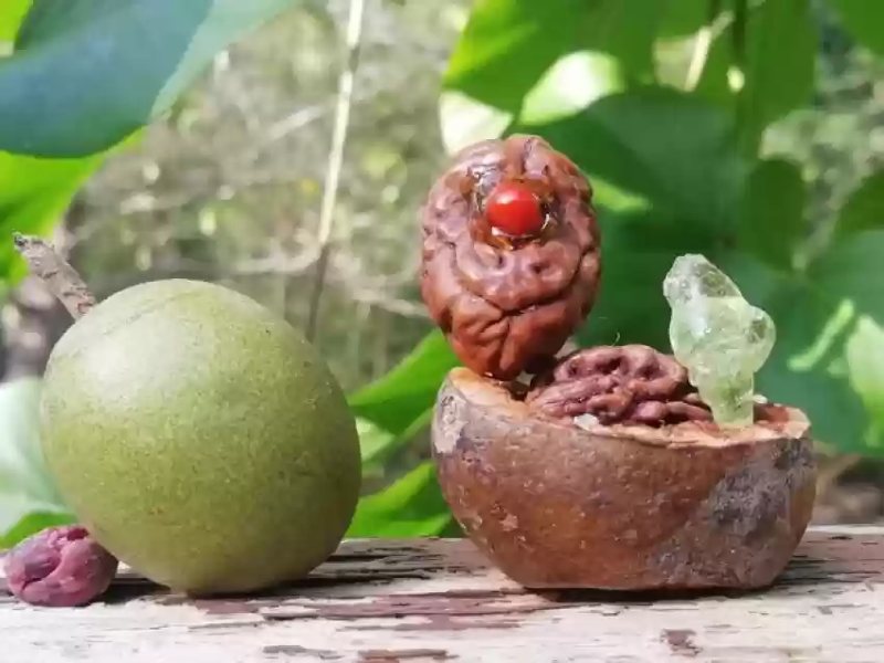 Rudraksha Fruits and Seeds