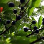 The Anatomy of the Rudraksha Tree