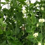 The Best Pea Plants for Home Decor