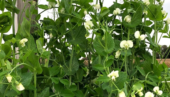 The Best Pea Plants for Home Decor 
