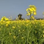 The Mustard Plant_ A Comprehensive Guide to Its History, Cultivation, and Culinary Uses