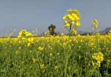 The Mustard Plant_ A Comprehensive Guide to Its History, Cultivation, and Culinary Uses