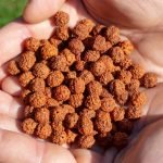 The Origin and Significance of Rudraksha Beads