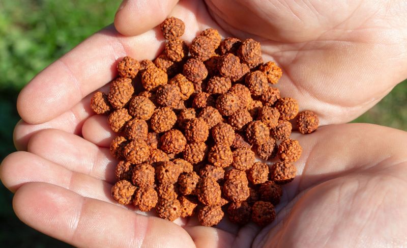 The Origin and Significance of Rudraksha Beads